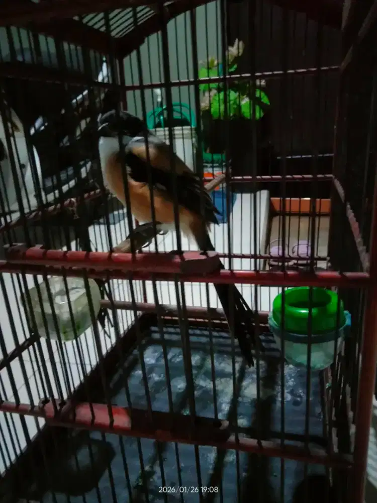 Bismillah jual fulset cendet