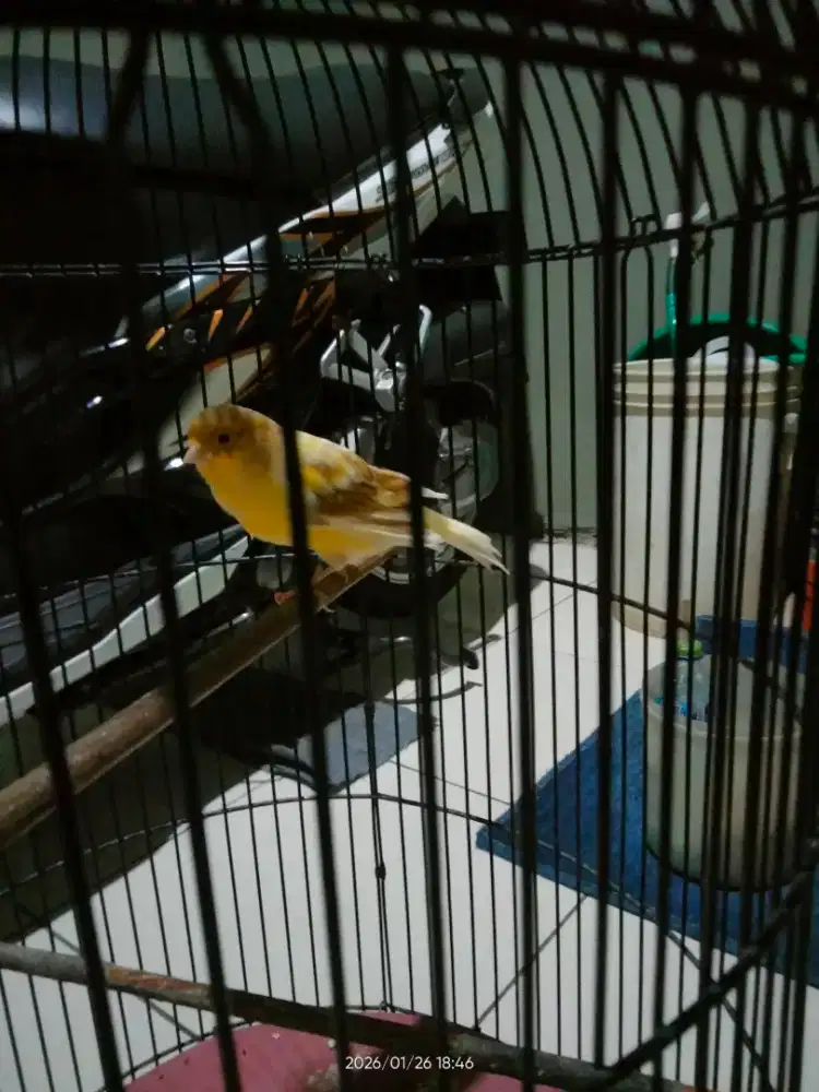 Bismillah jual kenari