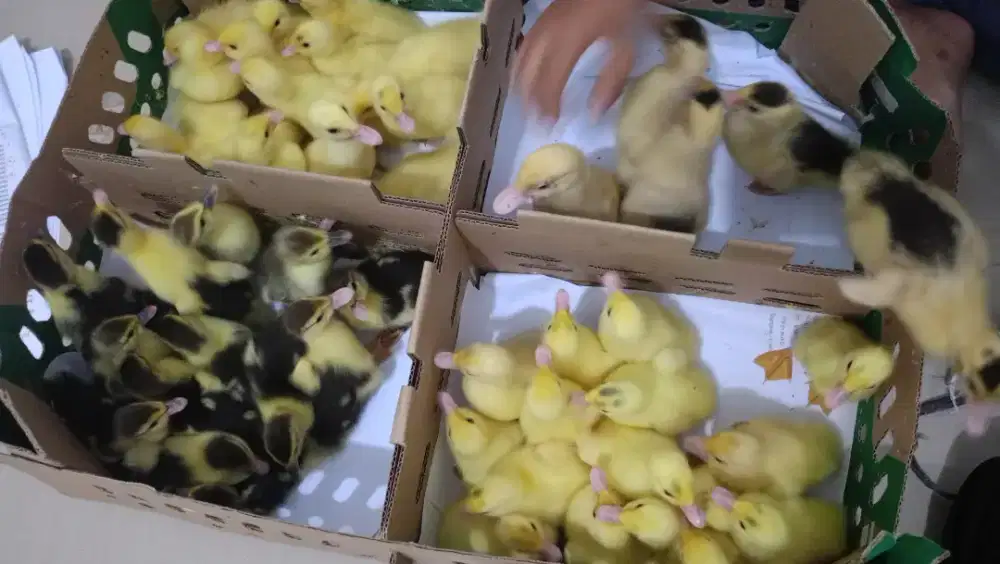 MENJUAL BERBAGAI JENIS ANAK ENTOK