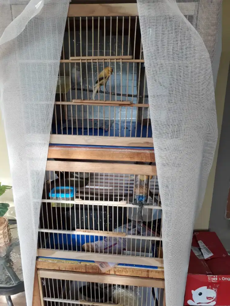 Kandang ternak Burung Kenari