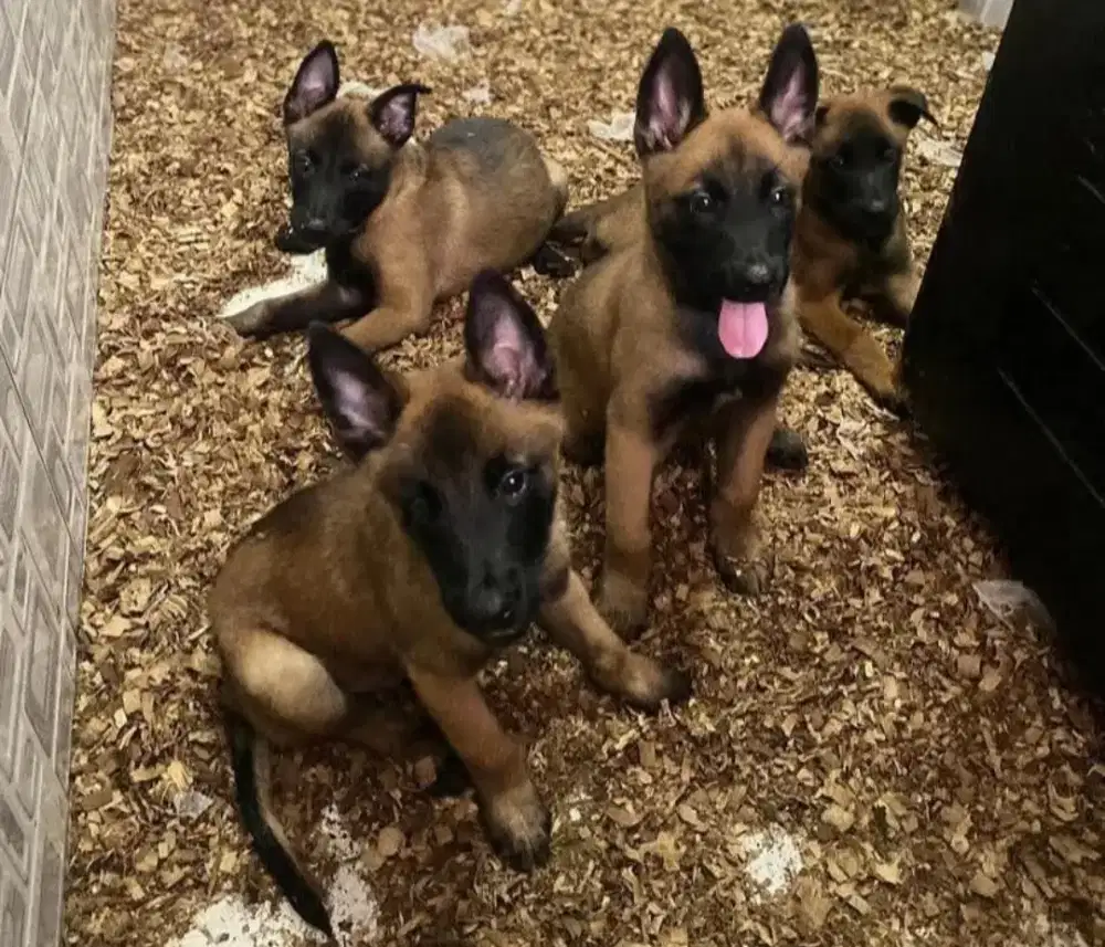 JUAL ANJING BELGIAN MALINOIS PUPPY
