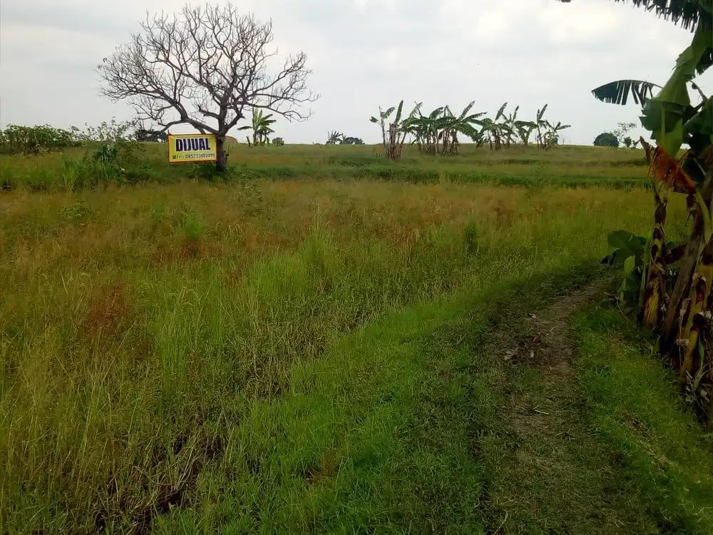 Obral Sawah murah