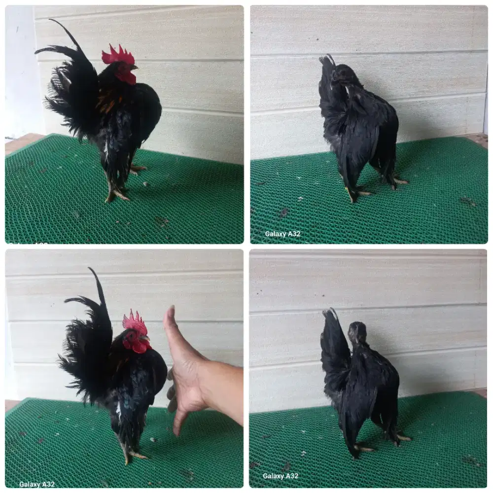 Sepasang serama hitam