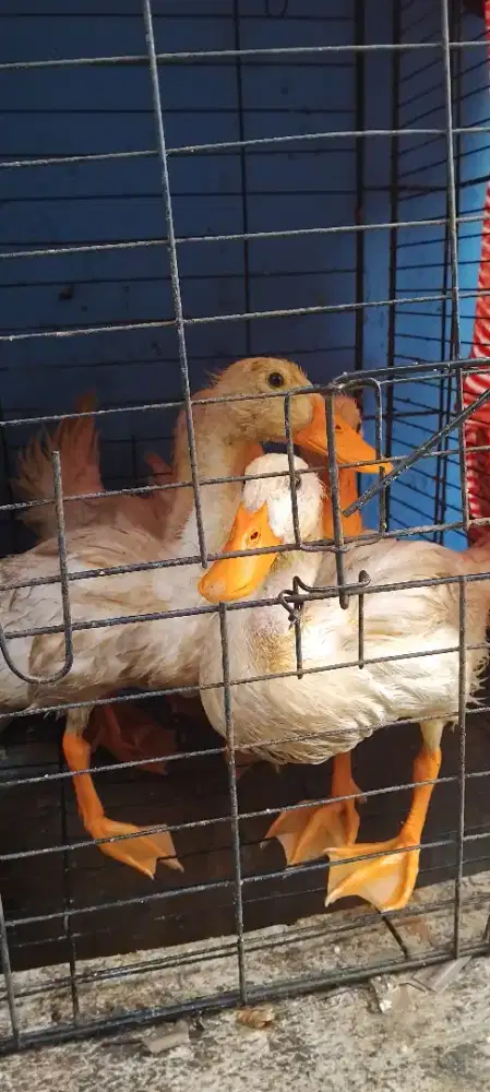 Bebek peking 3 bulan