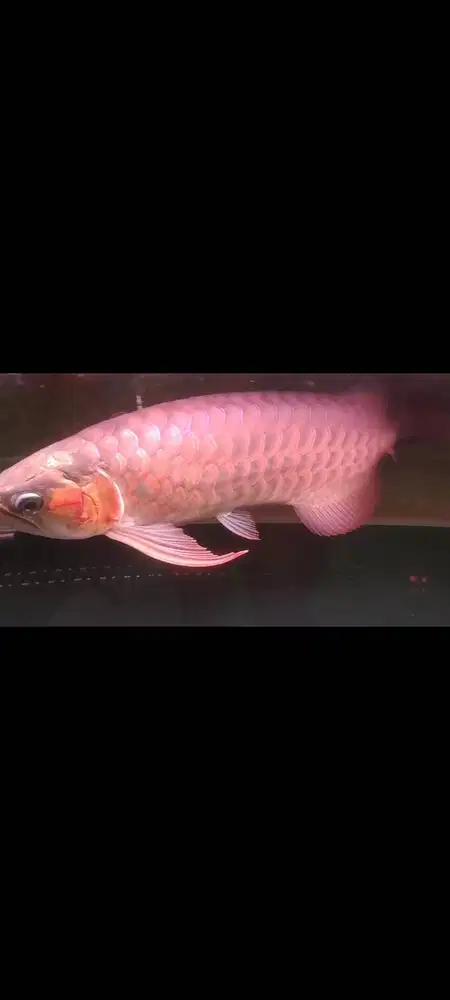 Ikan Arwana red