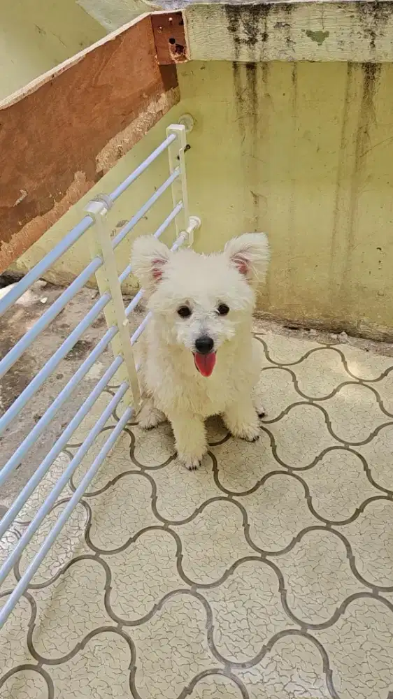 Dijual Cepat Anjing Pomapoo