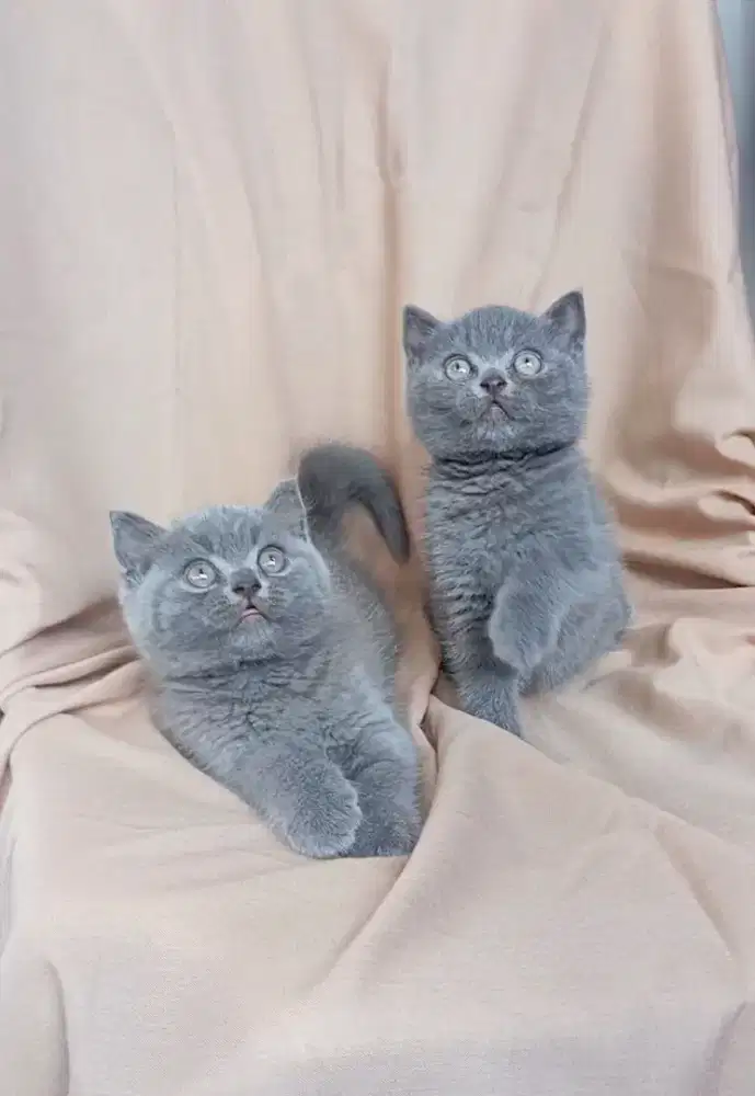 BRITISH SHORTHAIR/BSH