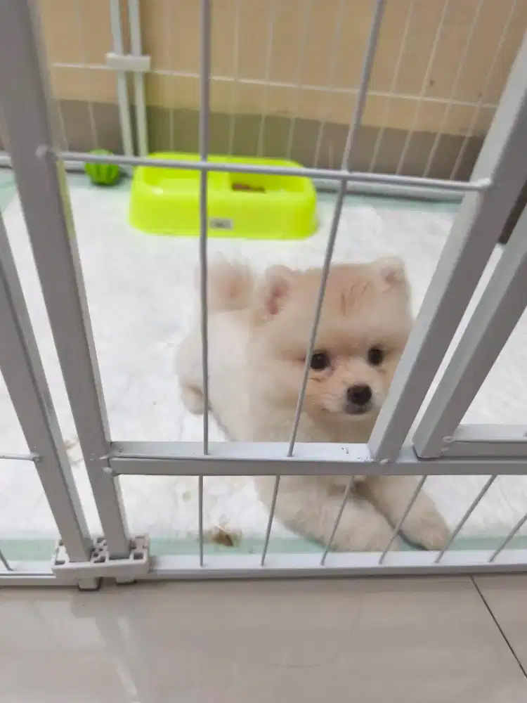 Pomeranian stamboom puppies Jantan Show Quality