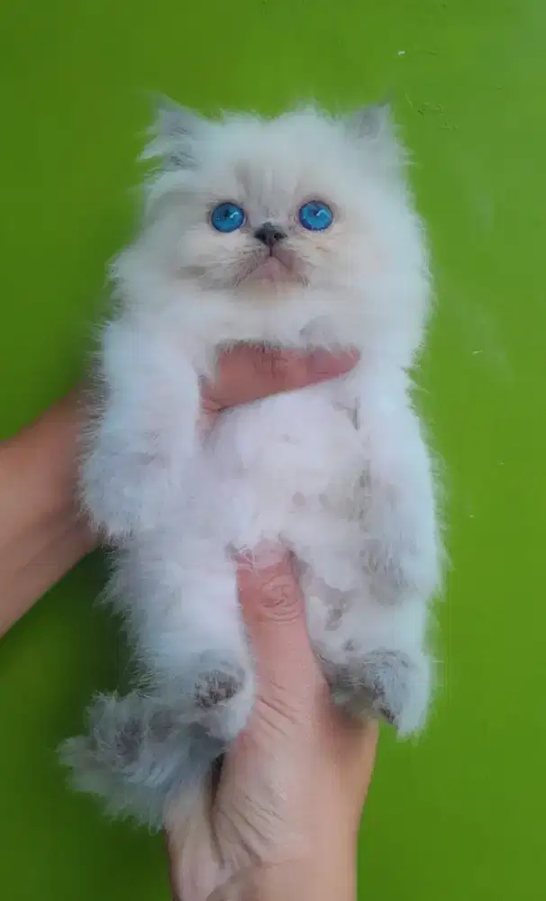 kucing himalaya #kitten #flatnose