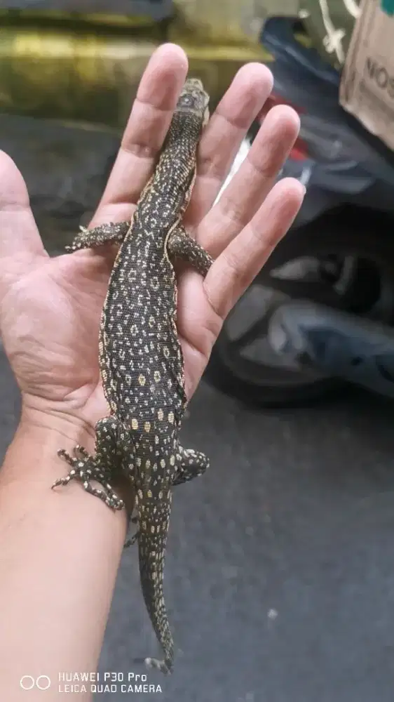 Biawak var. selebensis sidrap