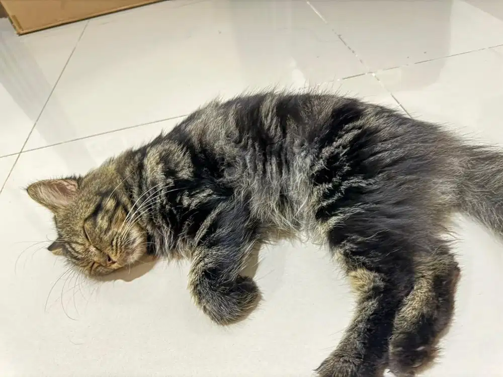 ASSISTANT RUMAH TANGGA