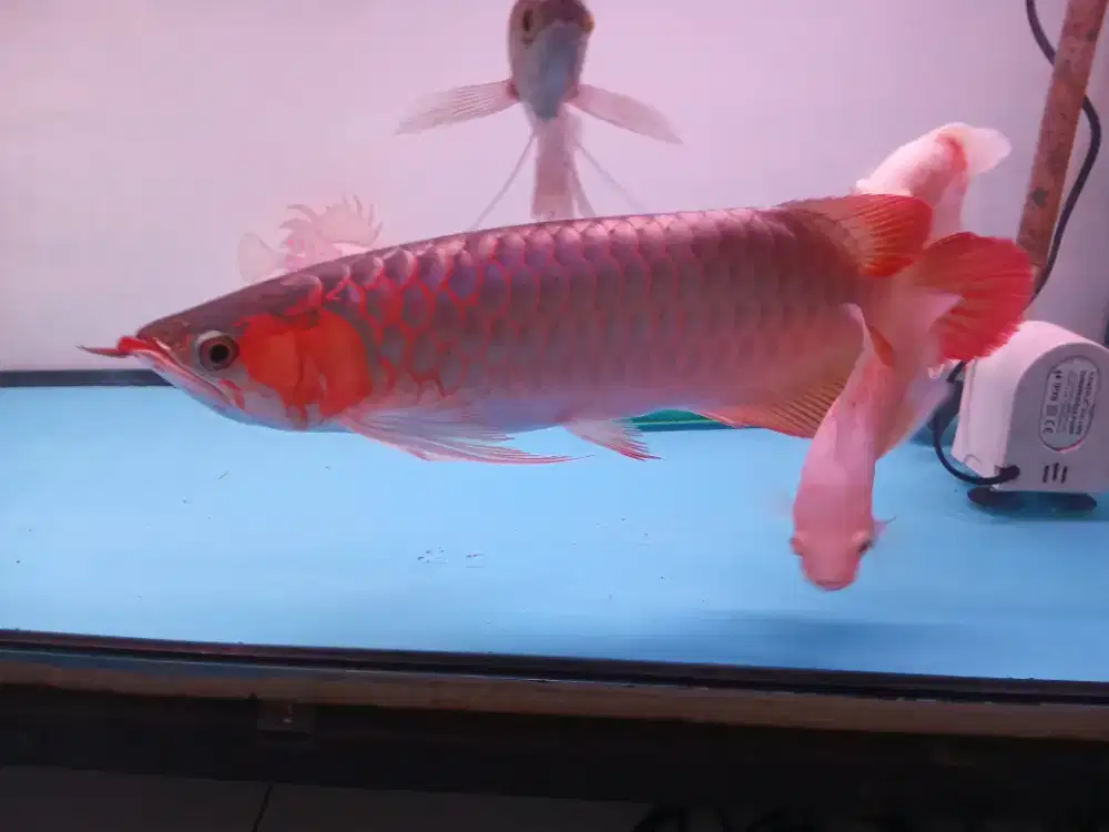 Ikan super red bluebase