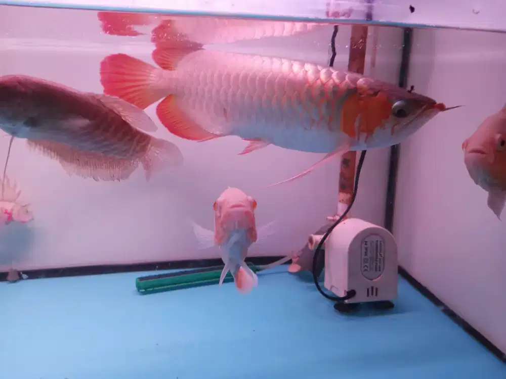 Ikan arwana super red