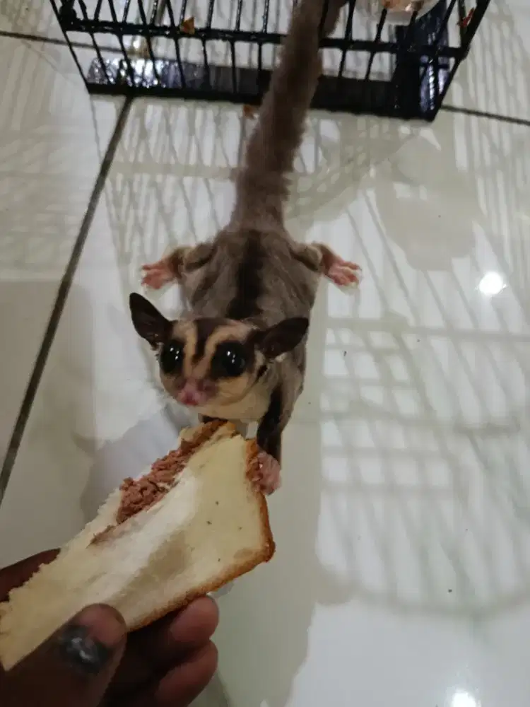 Sugar glider ( tupai terbang )