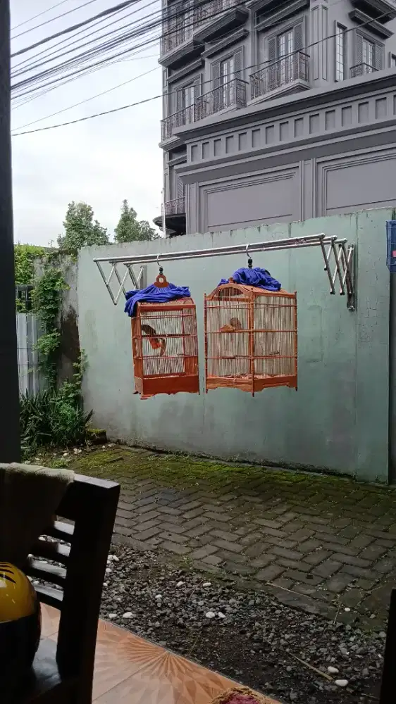 Sepasang Cucak Rowo Super (Indukan Mapan & Gacor)