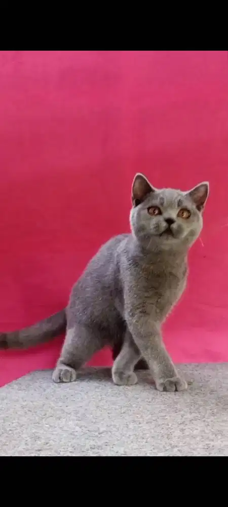 Kucing British short hair blue,gold dan Munchkin