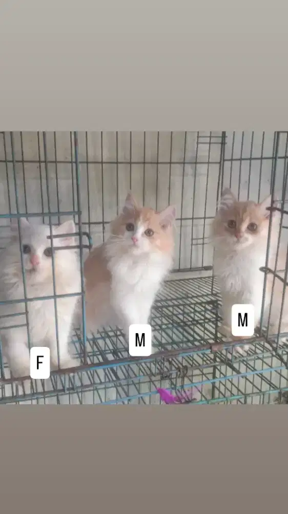 Kucing persia jantan 3 bulan