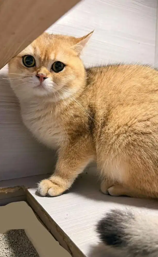 BSH British Shorthair Golden Ny12