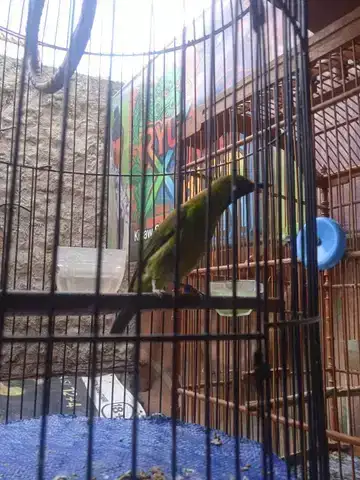 Masteran murai batu gacor n jinak