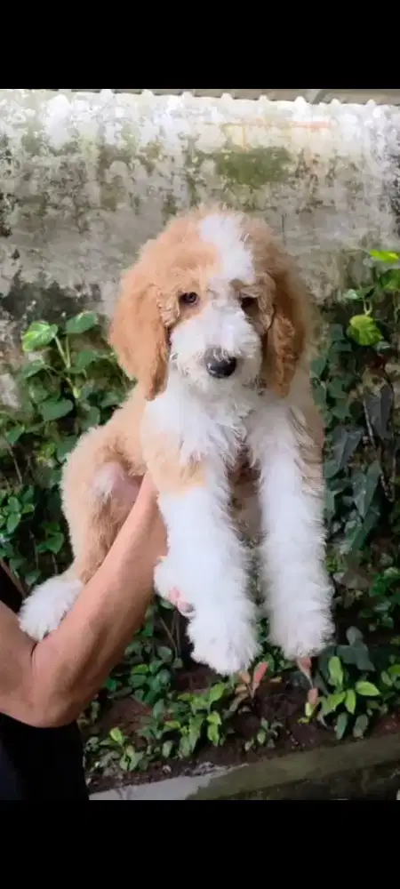 GIANT POODLE JANTAN 1