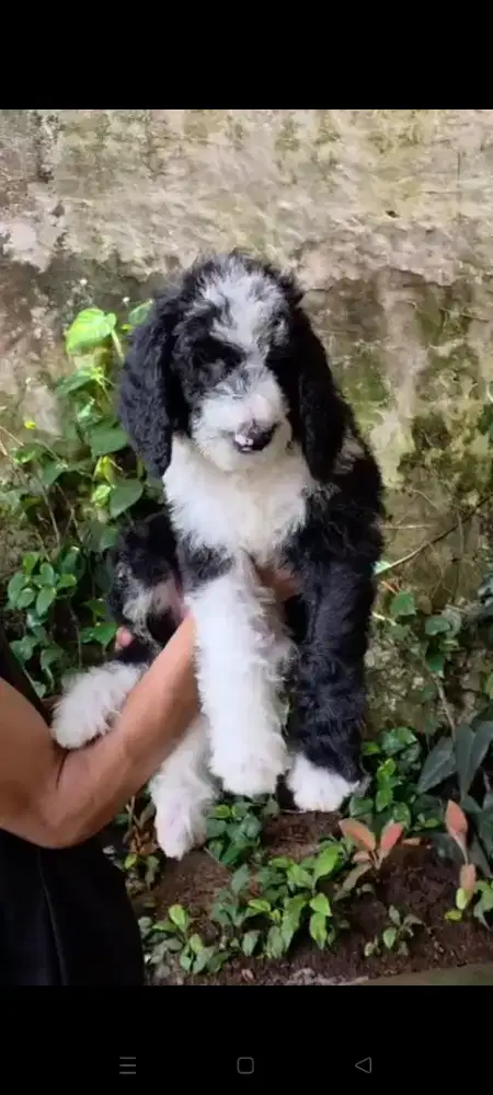 GIANT POODLE JANTAN 2