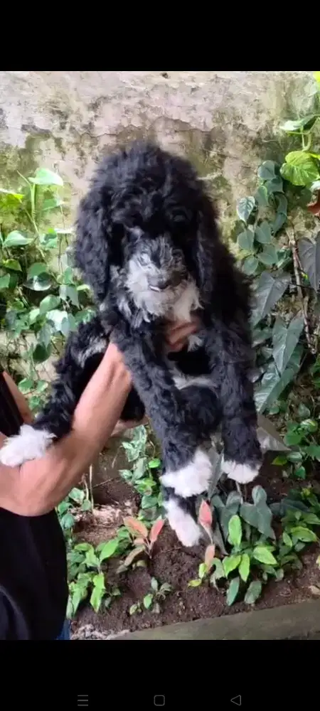 GIANT POODLE BETINA