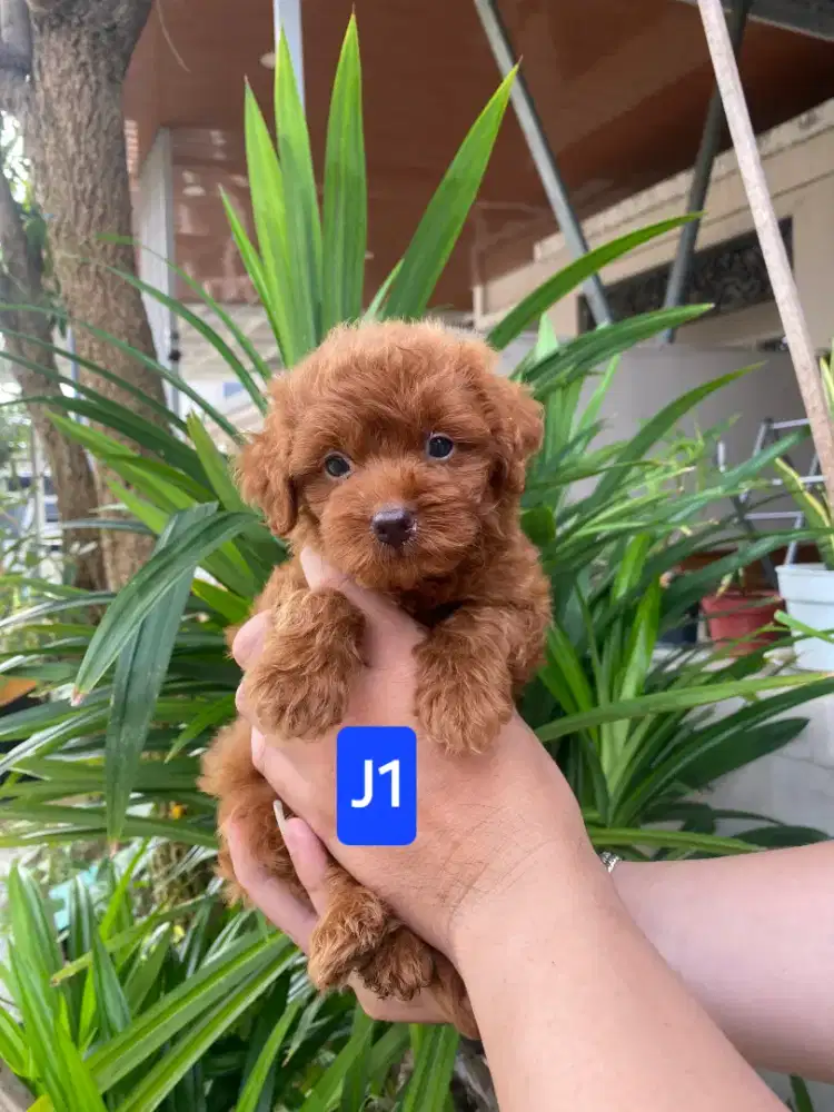 Jual anjing Poopom poodle mix pom