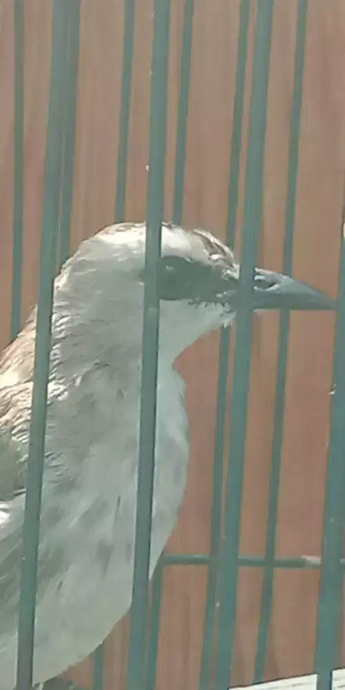 Burung trucuk jantan body big rajin