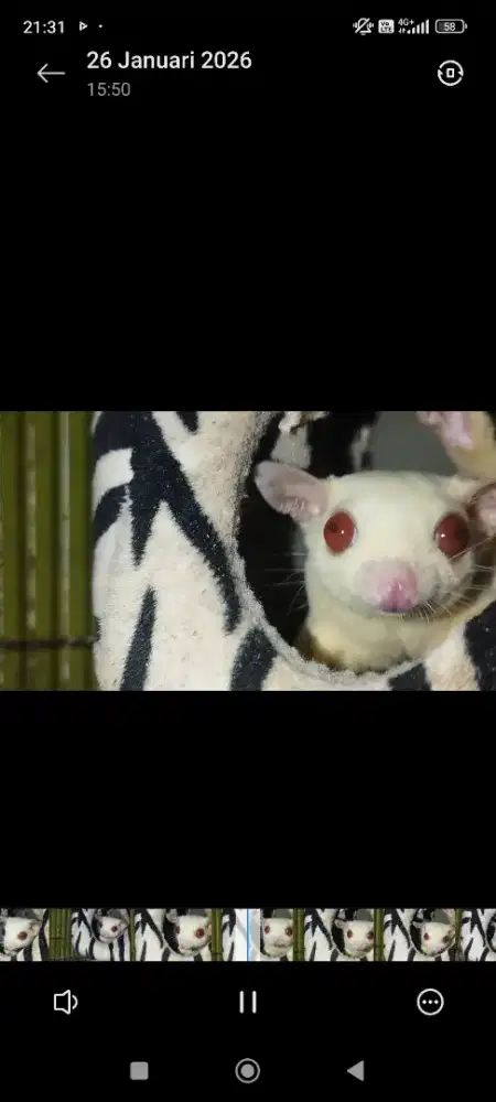 Termurah Sugar glider Ruby Leu Betina Indukan