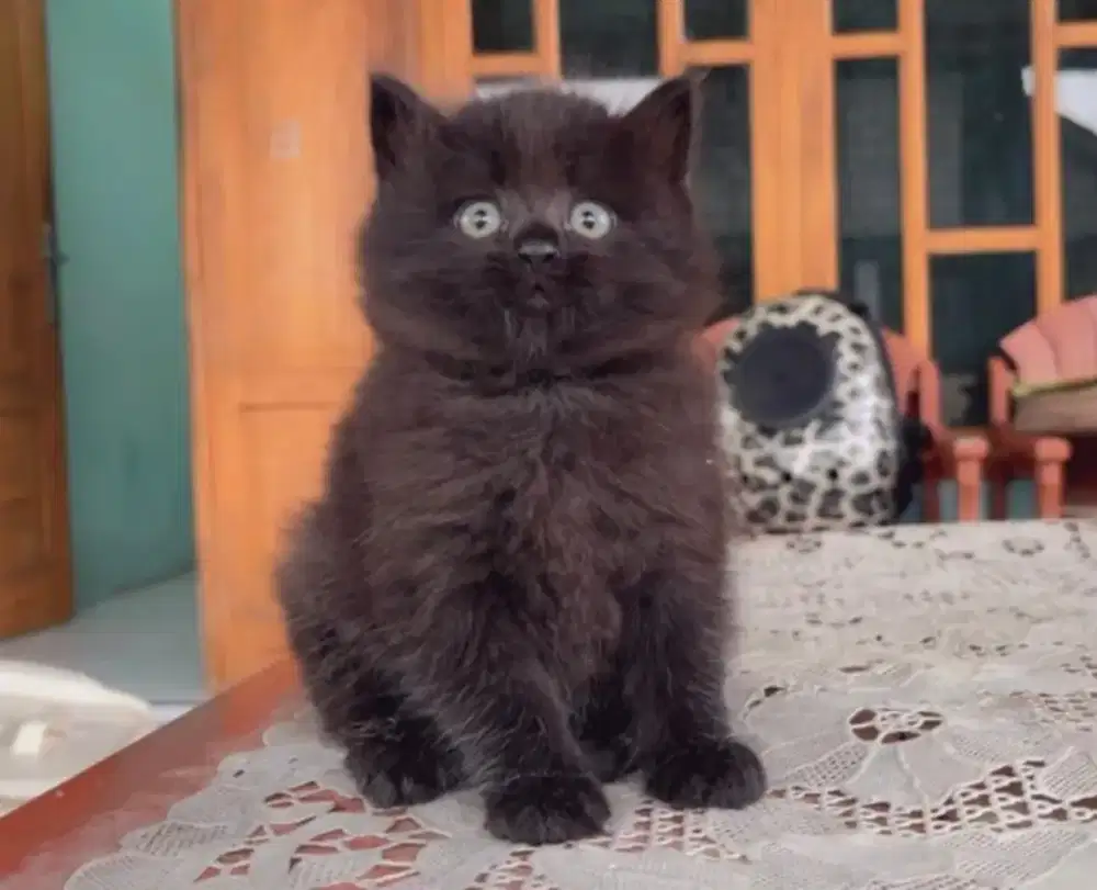 Kucing hitam lucu