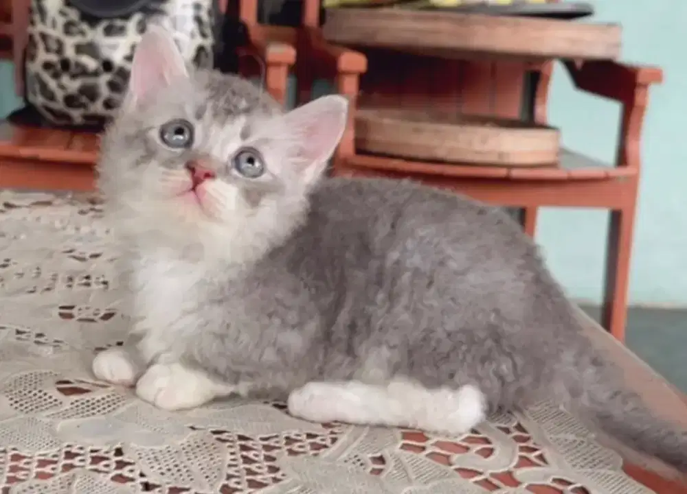 Kucing persian shorthair curly