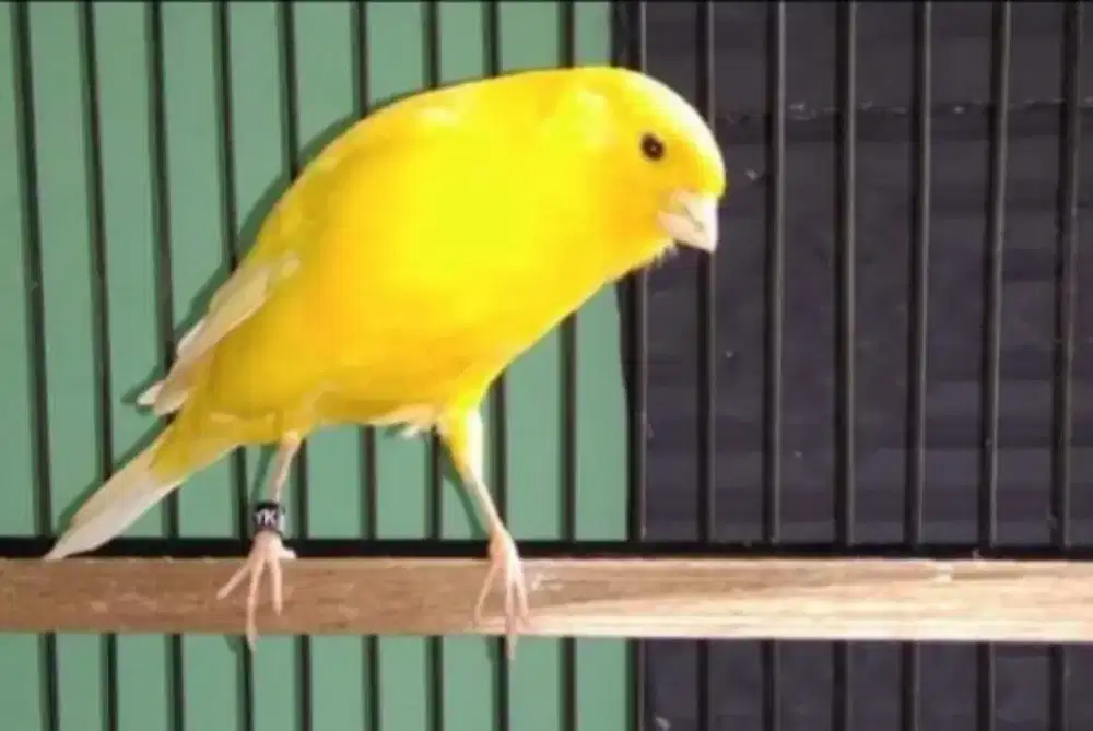 Kenari afs/f1 gacor dor