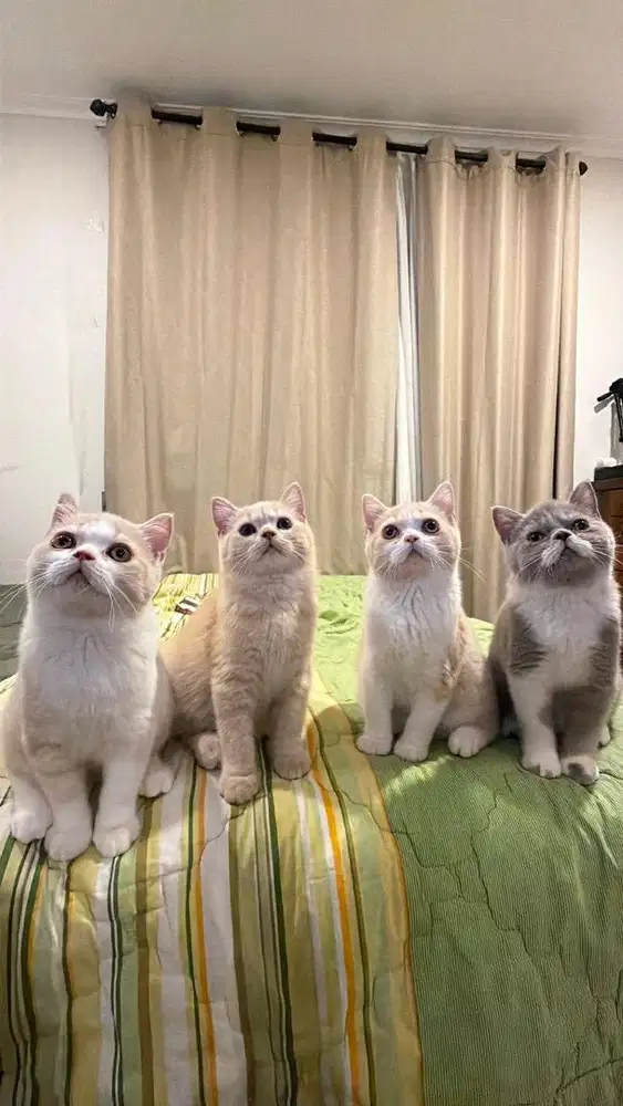 BSH british short hair kitten