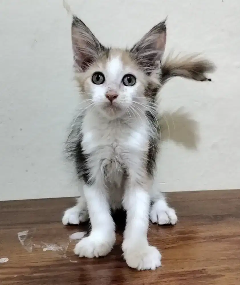Mainecoon pure Betina cantik Non Ped