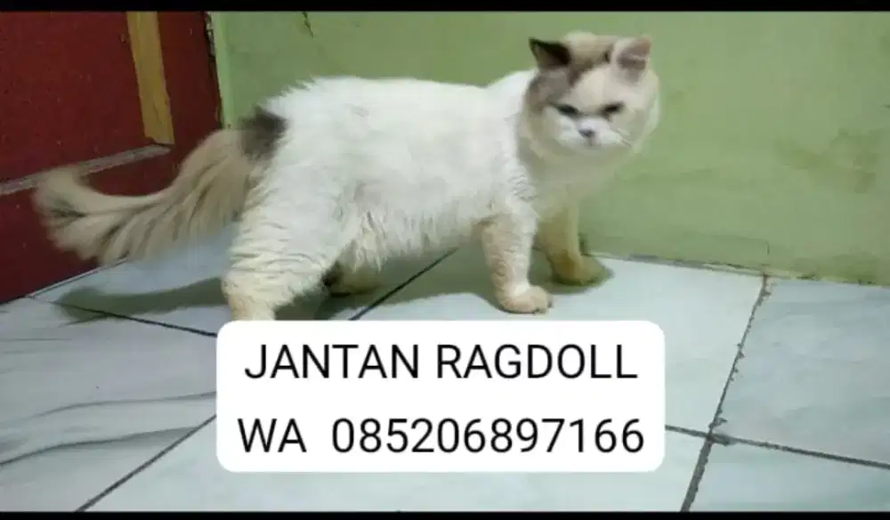 Kucing Ragdoll jantan