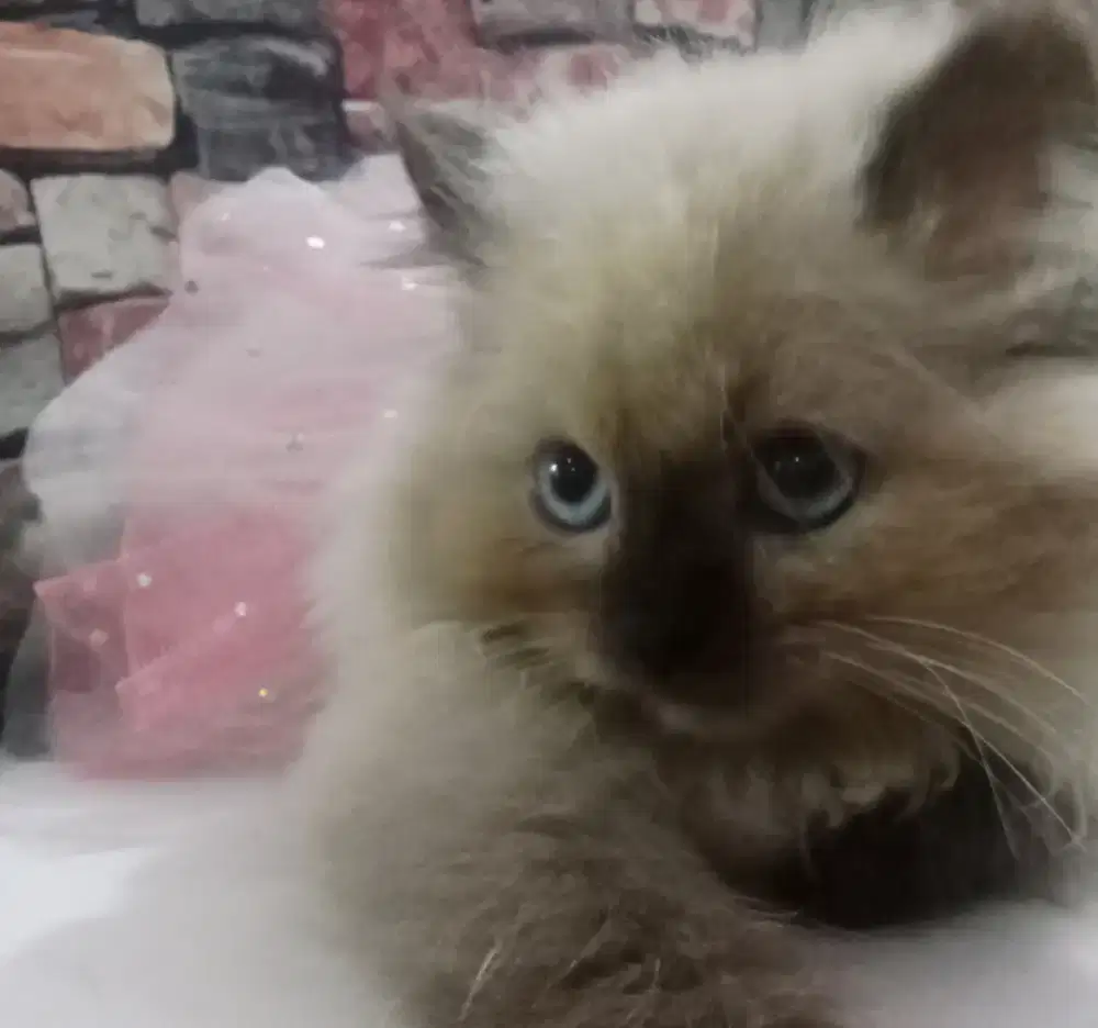 Kitten  Himalaya betina