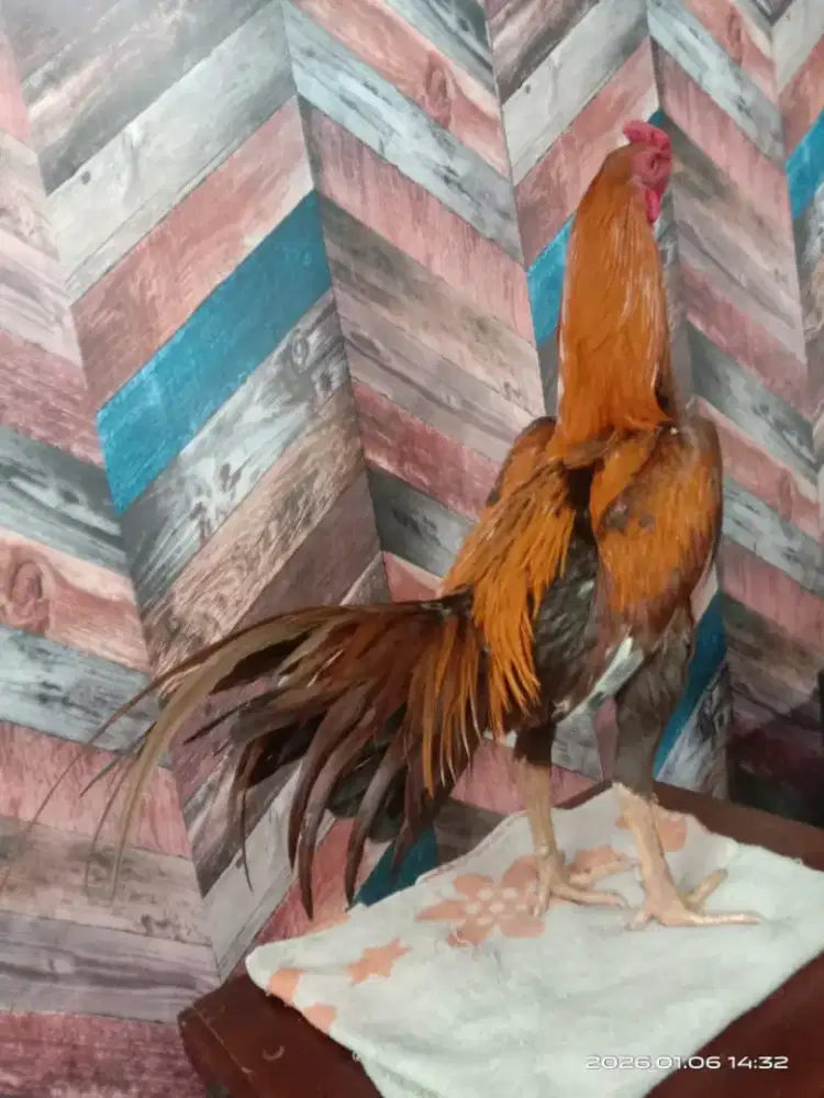 Ayam siam and khoygon