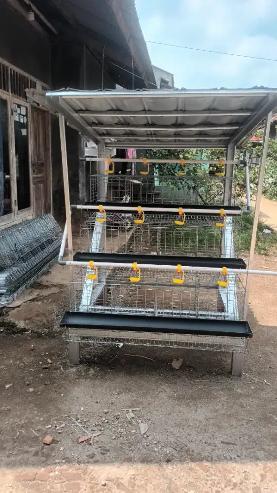 Kandang ayam petelur kapasitas 24 ekor
