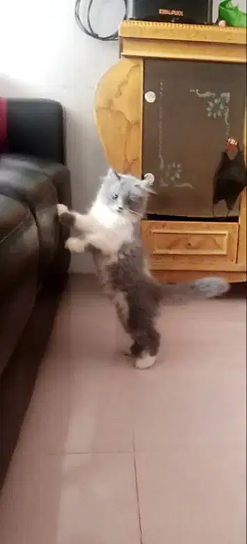 2 kitten super riwuk