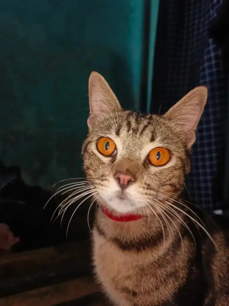 Cari kerja sore - malam