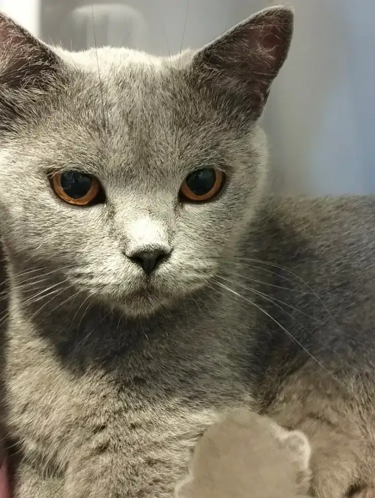 BSH BLUE SOLID INDUKAN BETINA [PROVEN]