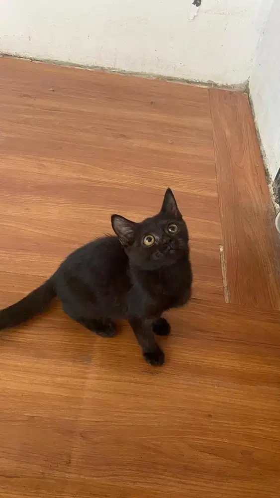 Kitten persia Jantan