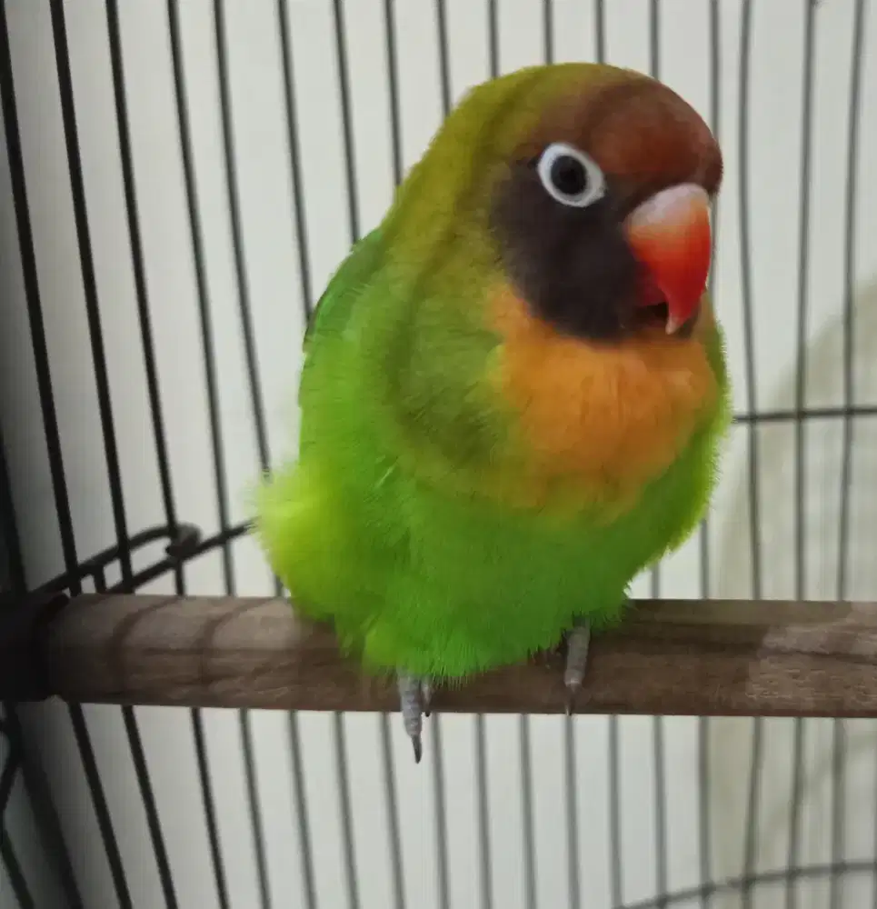 Burung Lovebird