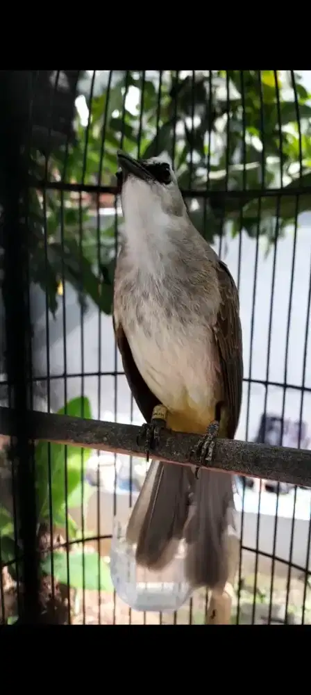 BURUNG CRUKCUK GACOR ROPEL GARUDA