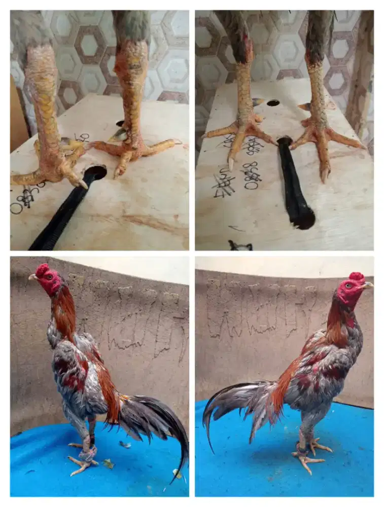 Ayam Mangon Silangan Bangkok pukul jalu