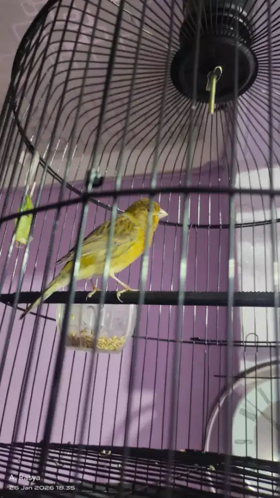 Burung Kenari Gacor+kandang