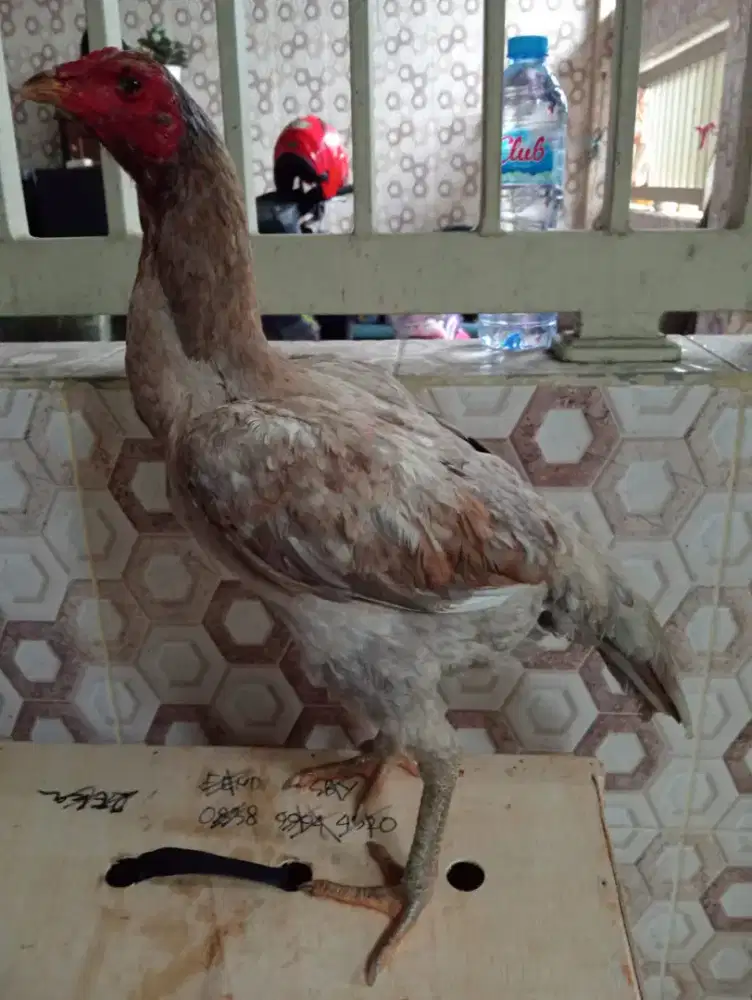 Ayam Bangkok x Mangon ukuran besar