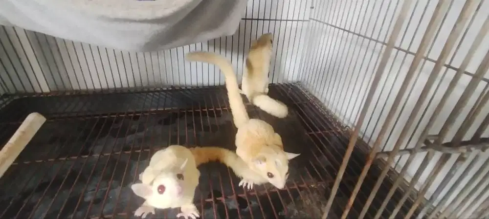 Sugar Glider Joey Cremino Ruby