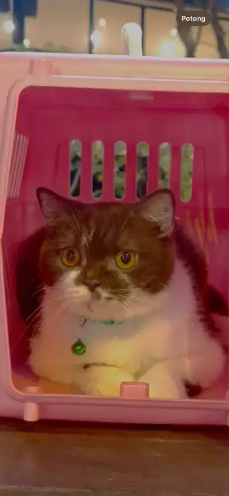 Kucing british shorthair bsh british short hair