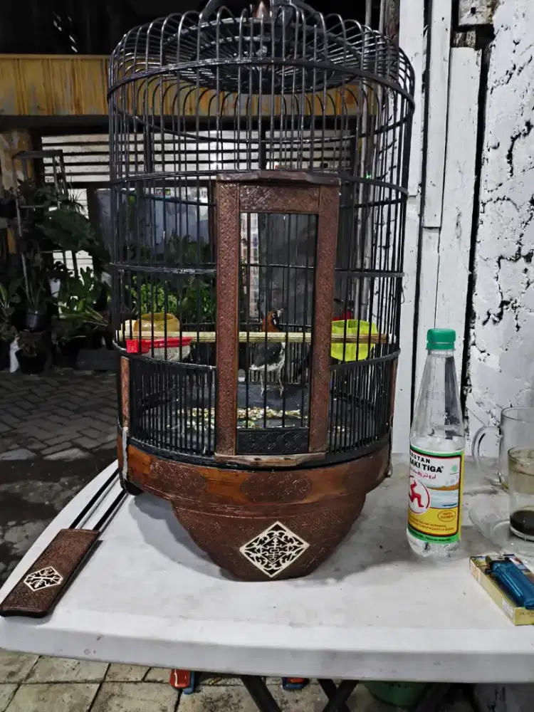 Sangkar bekas burung anis